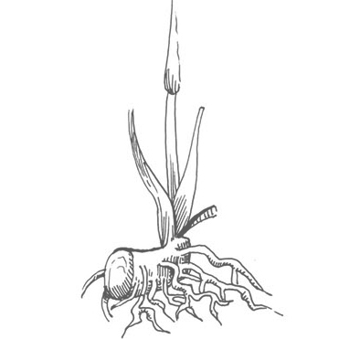 Plant-derived Skin Stem Cells